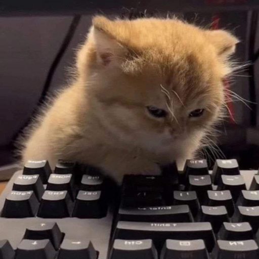 Wikimemia (мої улюблені мемасіки)