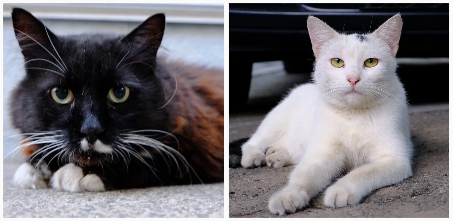 Куда я жмав #9